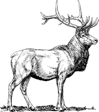 elk