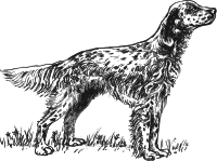 English setter grayscale