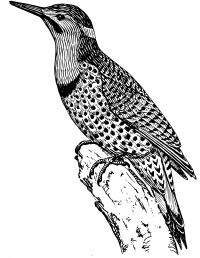 flicker