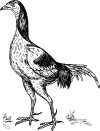 game cock