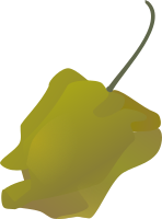 habanero pepper simple