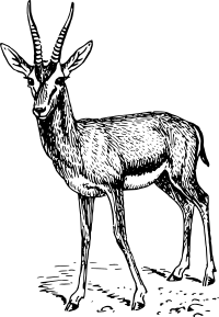 gazelle