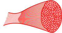 Skeletal muscle