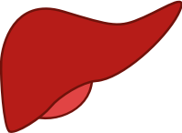Liver