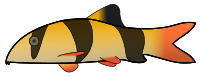 Clown Loach