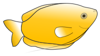 Yellow Gourami