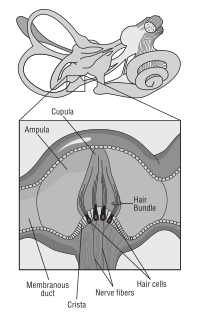 Diagram of receptor cells
