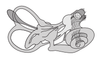 Ear Vestibular System