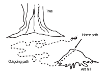 Ant navigation map