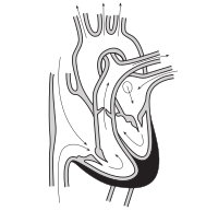 Heart unlabeled
