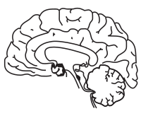 Brain Side Cutaway