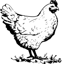 chicken