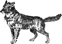 Jackal
