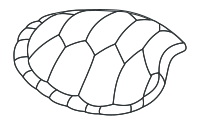 Hoof of Green Turtle
