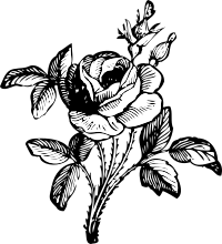 rose