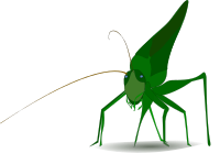 grasshopper