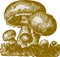 mushrooms