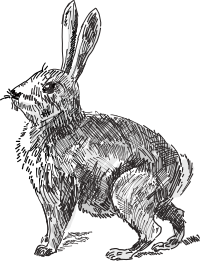 Rabbit