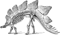 Stegosaurus