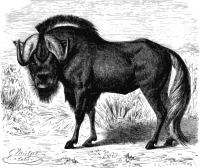 Gnu 