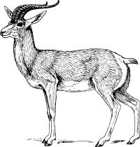 Goa 