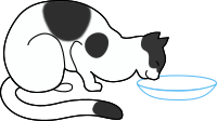 white cat drinking