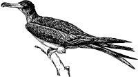 Frigate bird 
