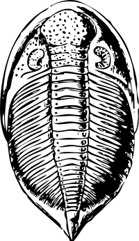 trilobite