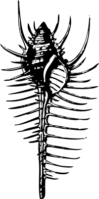 venus' comb