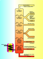 petroleum distillation