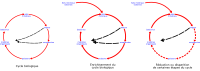 eutrophisation cycle