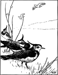 pewit