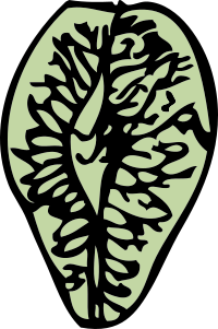 elm seed