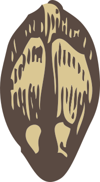 pine seed