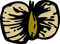 birch seed