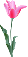 Tulip