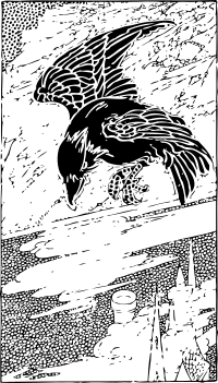 crow flying