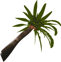coconut-palm