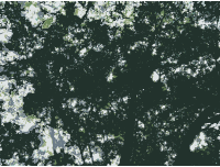 Vision Forum Trees
