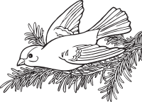 Coloring Book Willow Goldfinch