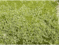 Grass Details in Missouri
