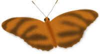 An Ethereal Butterfly