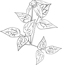 clematis occidentalis