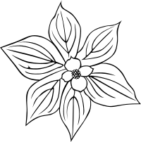 GG cornus canadensis