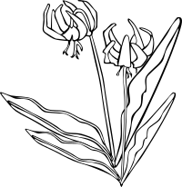 GG Erythronium grandiflorum