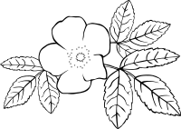 GG rosa acicularis