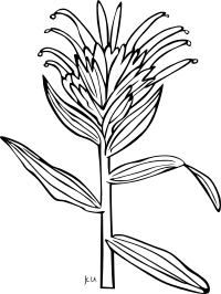KU Castilleja Miniata