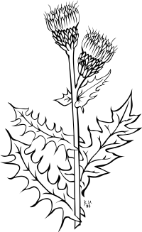 KU cirsium arvense