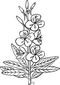 KU epilobium angustifolium