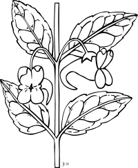 KU impatiens aurella